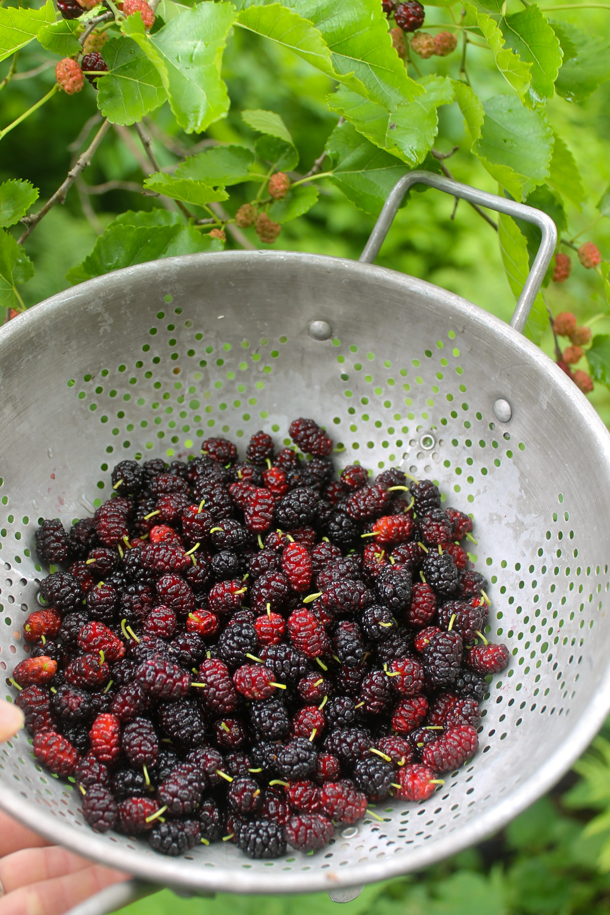 A metal strainer full of fresh picked mulberries from a mulberry tree.