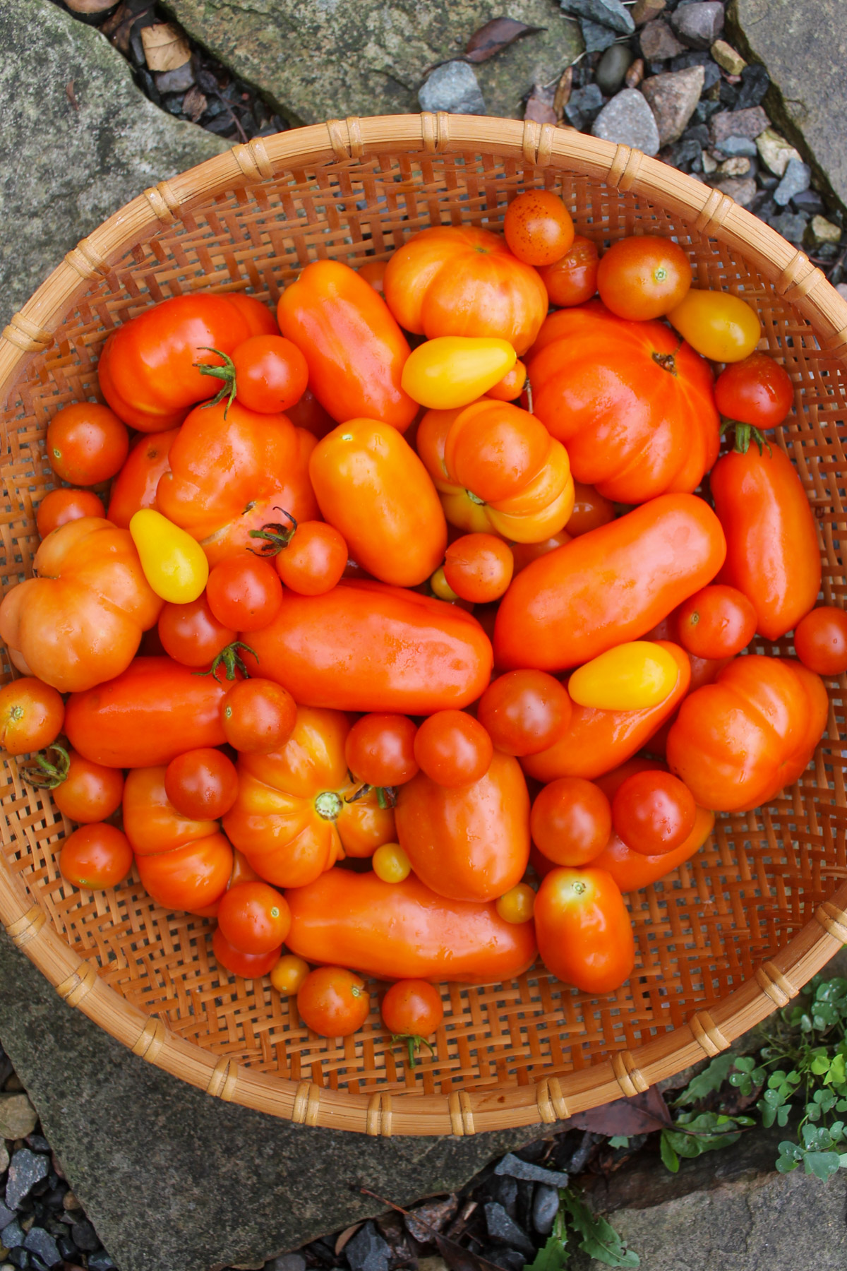 A large basket of garden fresh tomatoes.